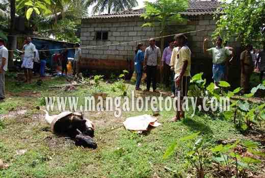  Tension in Mavinakatte following raid on illegal slaughter house
